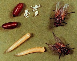 Anti Termite Treatment