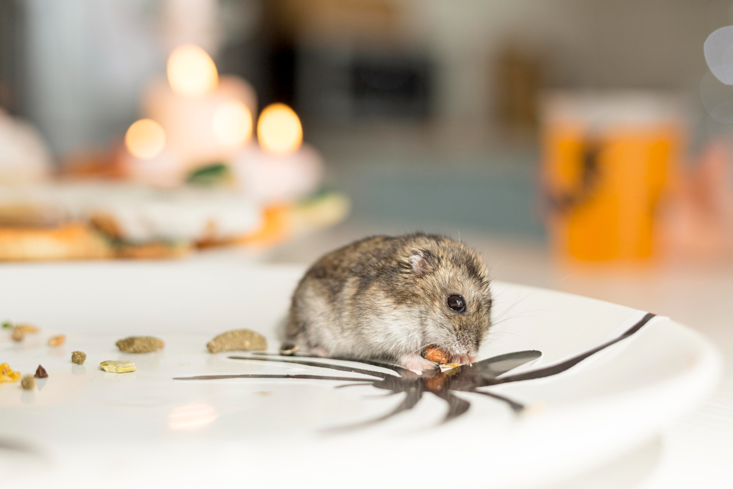 Rodent Control Treatment